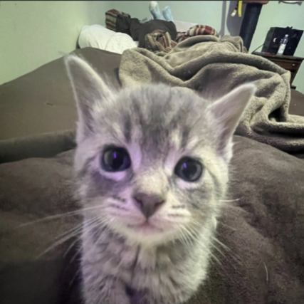 mikael